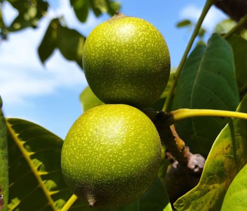 铁柳镇核桃产业兴旺:乡村振兴路上的硬“核”引擎插图 铁柳镇核桃产业兴旺:乡村振兴路上的硬“核”引擎插图