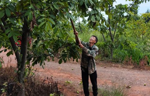 铁柳镇核桃产业兴旺:乡村振兴路上的硬“核”引擎插图1 铁柳镇核桃产业兴旺:乡村振兴路上的硬“核”引擎插图1