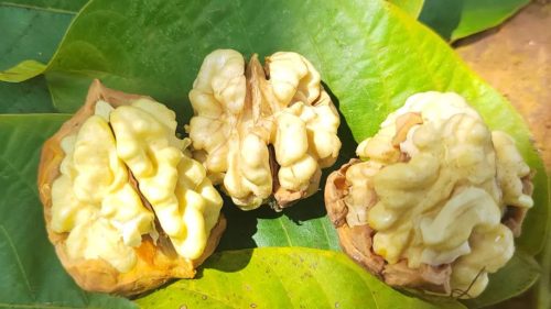 铁柳镇核桃产业兴旺:乡村振兴路上的硬“核”引擎插图3 铁柳镇核桃产业兴旺:乡村振兴路上的硬“核”引擎插图3