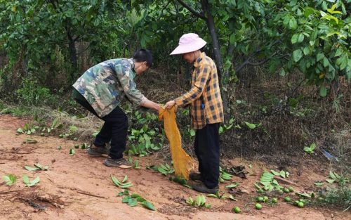 铁柳镇核桃产业兴旺:乡村振兴路上的硬“核”引擎插图2 铁柳镇核桃产业兴旺:乡村振兴路上的硬“核”引擎插图2