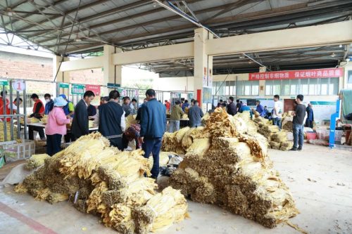 会东县烟叶收购全面启动：精准收购促烟农增收，助力乡村振兴-会东网