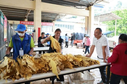 会东县烟叶收购全面启动：精准收购促烟农增收，助力乡村振兴插图1