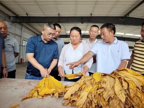 会东县全力推进烤烟专业化初分培训，保障2024年烟叶收购质量插图1