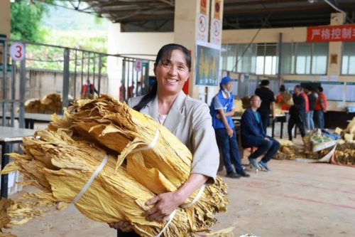 会东县烟叶收购全面启动：精准收购促烟农增收，助力乡村振兴插图3