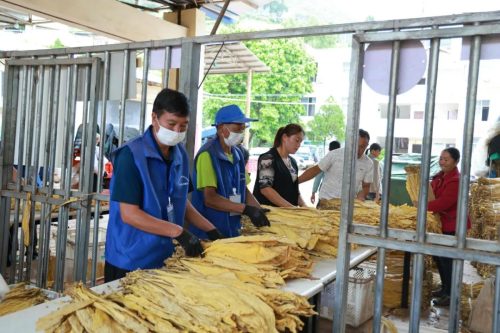 会东县烟叶收购全面启动：精准收购促烟农增收，助力乡村振兴插图2