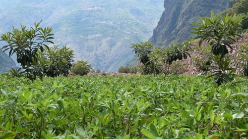 溜姑乡金东村:枇杷产业助力移民群众增收致富-会东网