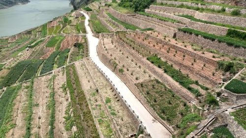 溜姑乡金东村：枇杷产业助力移民群众增收致富插图