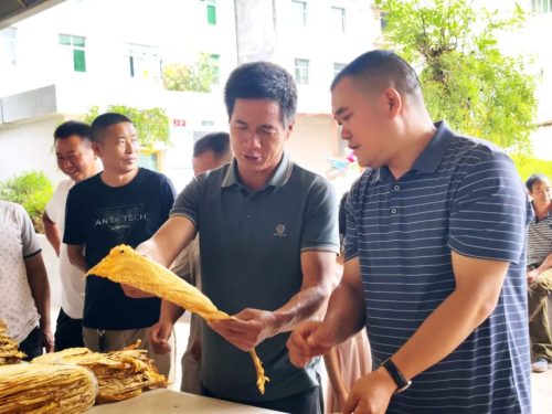 会东县全力推进烤烟专业化初分培训，保障2024年烟叶收购质量插图2