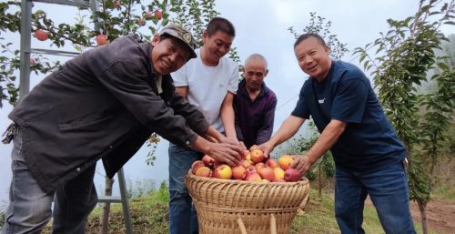 铅锌镇苹果丰收,特色林果业助力乡村振兴-会东网
