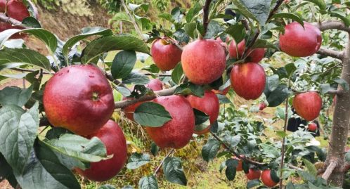 铅锌镇苹果丰收，特色林果业助力乡村振兴插图