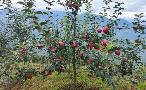 铅锌镇苹果丰收，特色林果业助力乡村振兴插图3