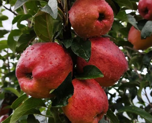 铅锌镇苹果丰收，特色林果业助力乡村振兴插图4