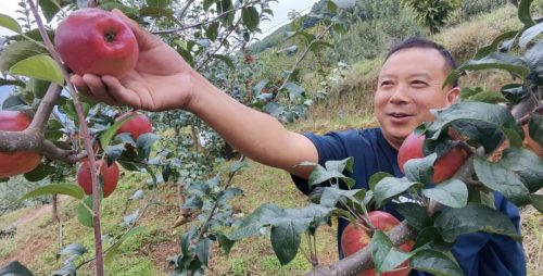 铅锌镇苹果丰收，特色林果业助力乡村振兴插图2