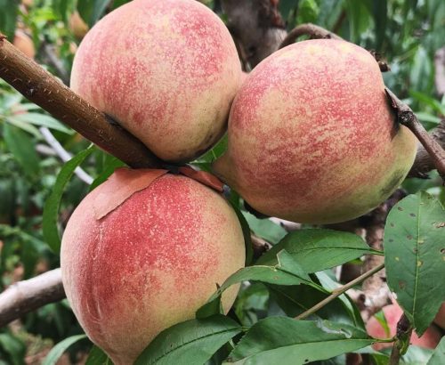 姜州镇云香村蜜桃丰收，特色产业助力乡村振兴插图2