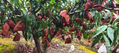 姜州镇云香村蜜桃丰收,特色产业助力乡村振兴-会东网