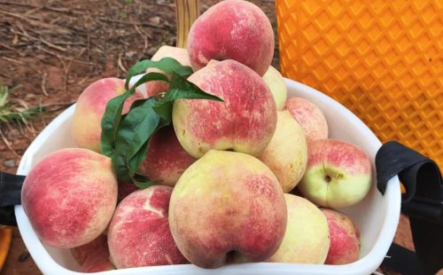 姜州镇云香村蜜桃丰收，特色产业助力乡村振兴插图4