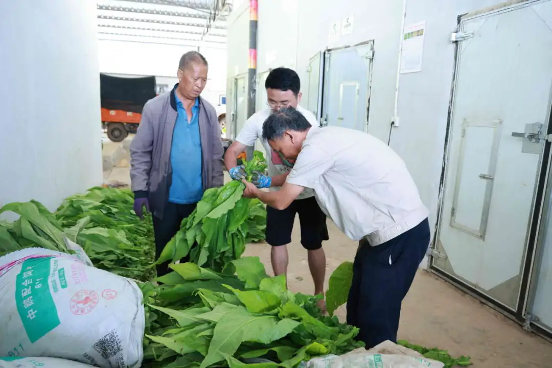 会东县烟叶丰收季:烟农抢抓时节忙采收,技术指导助力增效增收插图4 会东县烟叶丰收季:烟农抢抓时节忙采收,技术指导助力增效增收插图4