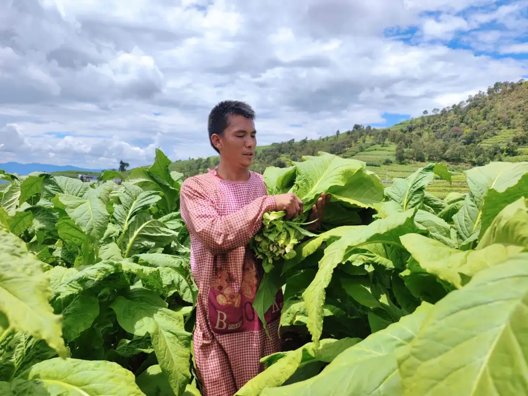 会东县烟叶丰收季:烟农抢抓时节忙采收,技术指导助力增效增收插图3 会东县烟叶丰收季:烟农抢抓时节忙采收,技术指导助力增效增收插图3