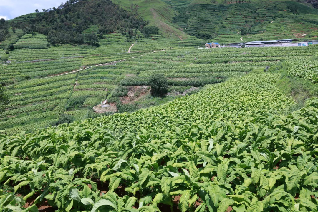 会东县烟叶丰收季:烟农抢抓时节忙采收,技术指导助力增效增收插图 会东县烟叶丰收季:烟农抢抓时节忙采收,技术指导助力增效增收插图