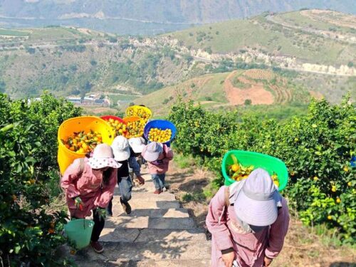 会理金砂柑橘园:规模化种植金秋沙糖橘,实现生态与经济效益双赢插图2 会理金砂柑橘园:规模化种植金秋沙糖橘,实现生态与经济效益双赢插图2