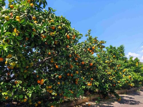 会理金砂柑橘园:规模化种植金秋沙糖橘,实现生态与经济效益双赢插图 会理金砂柑橘园:规模化种植金秋沙糖橘,实现生态与经济效益双赢插图