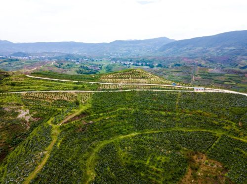 会东县郑家坝村:石榴产业兴旺 乡村振兴图景铺展-会东网