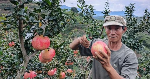 会东县郑家坝村:石榴产业兴旺 乡村振兴图景铺展插图1 会东县郑家坝村:石榴产业兴旺 乡村振兴图景铺展插图1