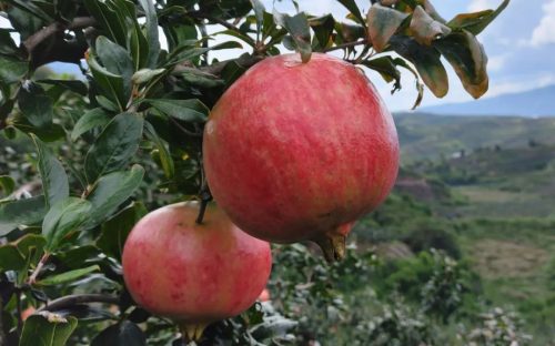 会东县郑家坝村:石榴产业兴旺 乡村振兴图景铺展插图2 会东县郑家坝村:石榴产业兴旺 乡村振兴图景铺展插图2