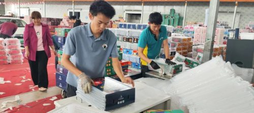 会东县郑家坝村:石榴产业兴旺 乡村振兴图景铺展插图4 会东县郑家坝村:石榴产业兴旺 乡村振兴图景铺展插图4