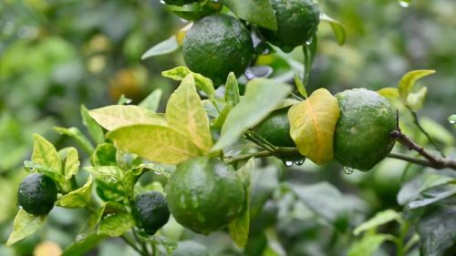 松坪镇酒房村驻村工作队：助力乡村振兴，为群众办实事-会东网