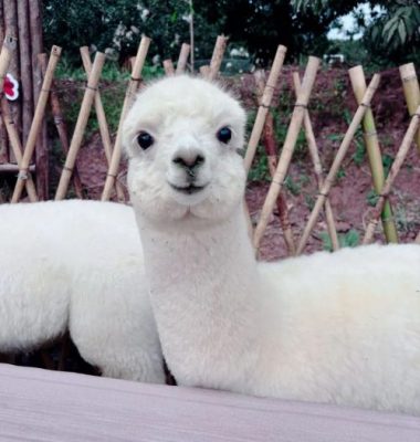 羊驼亮相姜州镇中和村，成乡村旅游新宠-会东网