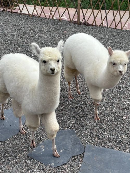 羊驼亮相姜州镇中和村，成乡村旅游新宠插图1