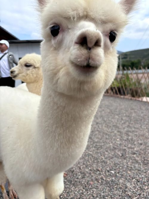 羊驼亮相姜州镇中和村，成乡村旅游新宠插图2