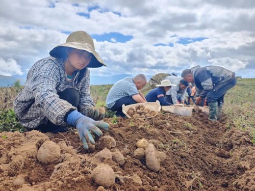 铅锌镇：多元化特色产业助力乡村振兴插图2
