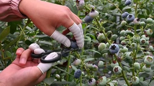 会东县蓝莓现代农业产业园区:科技驱动,采摘季再迎丰收-会东网