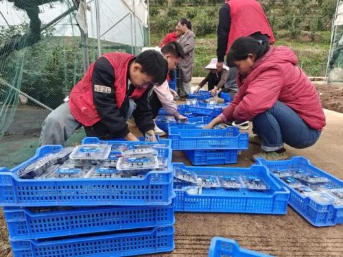 会东县蓝莓现代农业产业园区:科技驱动,采摘季再迎丰收插图3 会东县蓝莓现代农业产业园区:科技驱动,采摘季再迎丰收插图3