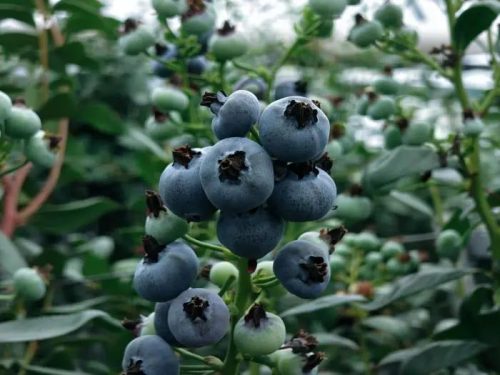 会东县蓝莓现代农业产业园区:科技驱动,采摘季再迎丰收插图1 会东县蓝莓现代农业产业园区:科技驱动,采摘季再迎丰收插图1