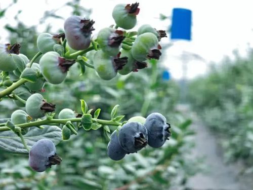 会东县蓝莓现代农业产业园区:科技驱动,采摘季再迎丰收插图2 会东县蓝莓现代农业产业园区:科技驱动,采摘季再迎丰收插图2
