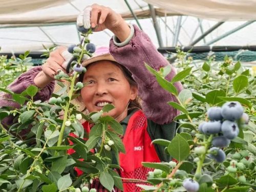 会东县蓝莓现代农业产业园区:科技驱动,采摘季再迎丰收插图4 会东县蓝莓现代农业产业园区:科技驱动,采摘季再迎丰收插图4