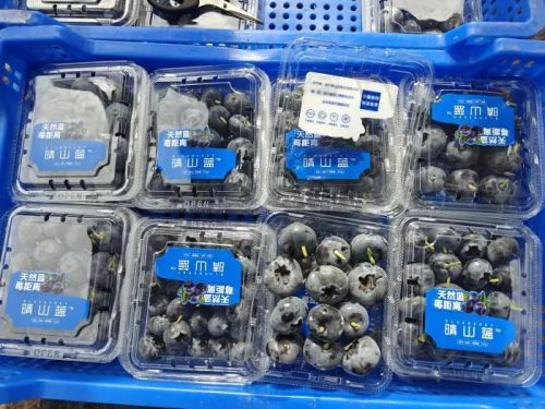 会东县蓝莓现代农业产业园区:科技驱动,采摘季再迎丰收插图5 会东县蓝莓现代农业产业园区:科技驱动,采摘季再迎丰收插图5