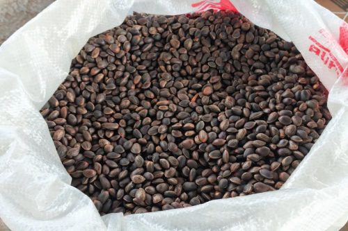 会东县华山松子丰收季：生态产业助力乡村振兴