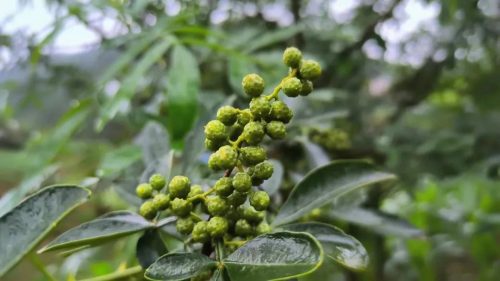 铅锌镇：多元化特色产业助力乡村振兴插图4