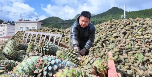 会东县华山松子丰收季：生态产业助力乡村振兴插图1