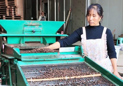 会东县华山松子丰收季：生态产业助力乡村振兴插图5