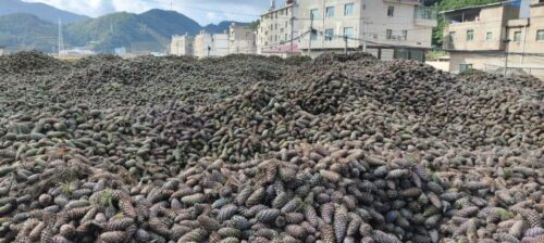 会东县华山松子产业：生态优势转化为经济动力，助力乡村振兴插图2