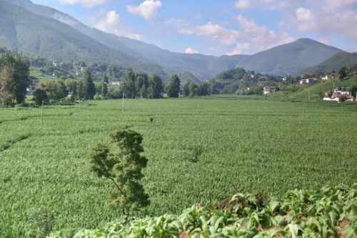 铅锌镇：多元化特色产业助力乡村振兴插图6