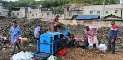 会东县华山松子产业：生态优势转化为经济动力，助力乡村振兴插图3
