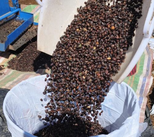 会东县华山松子产业：生态优势转化为经济动力，助力乡村振兴插图4