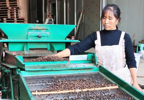 会东县华山松子产业：生态优势转化为经济动力，助力乡村振兴插图5