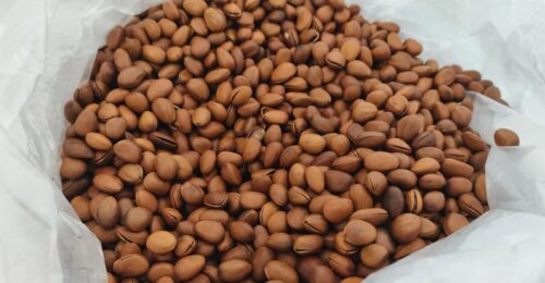 会东县华山松子产业：生态优势转化为经济动力，助力乡村振兴插图6